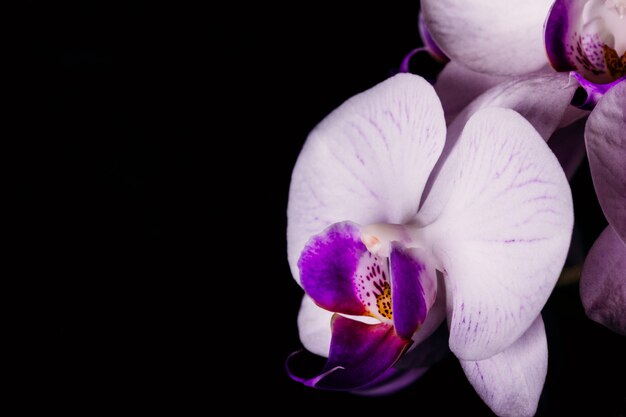 Foto uma flor de uma orquídea desabrochando