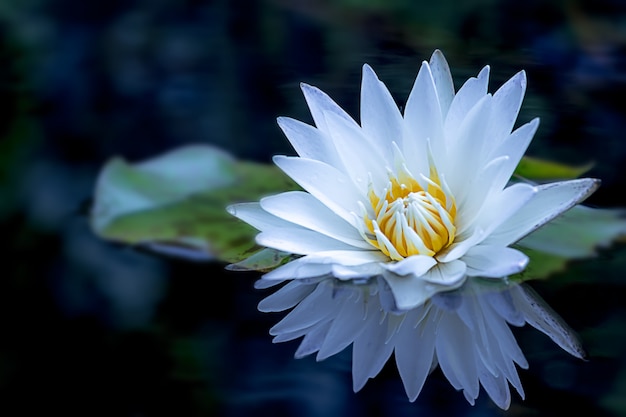 Uma flor e uma folha de lótus brancos bonitas na lagoa.