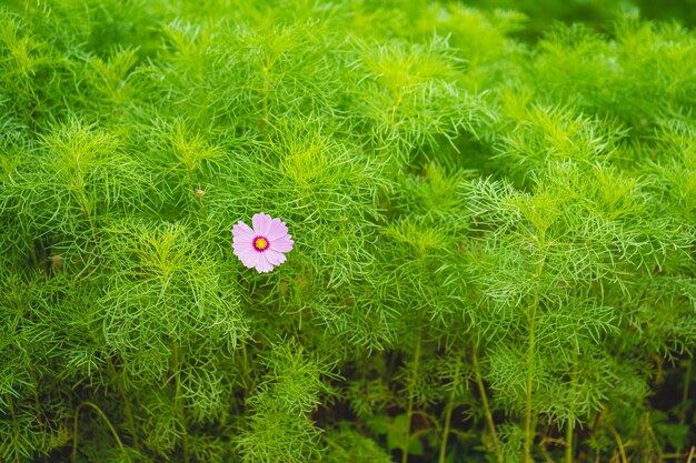 Uma flor em um campo verde