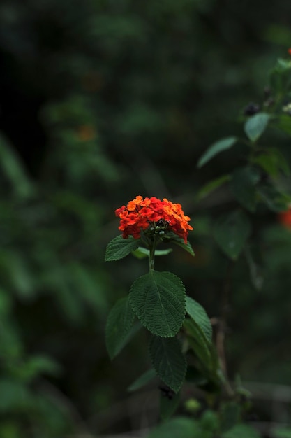 Uma flor em um campo