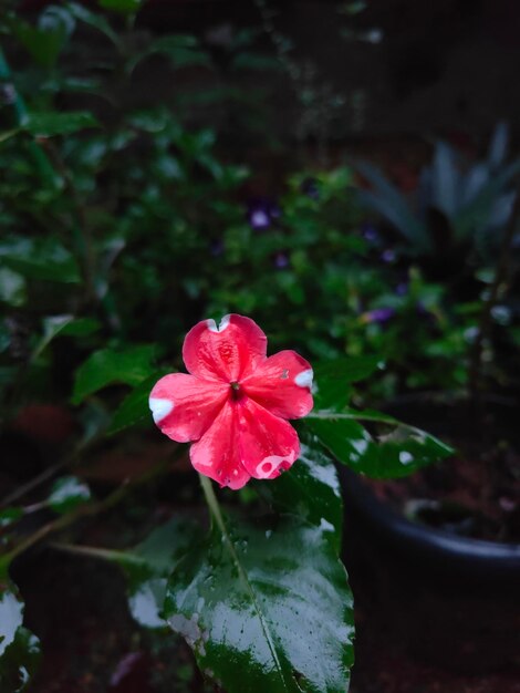 Foto uma flor em um vaso que é vermelho