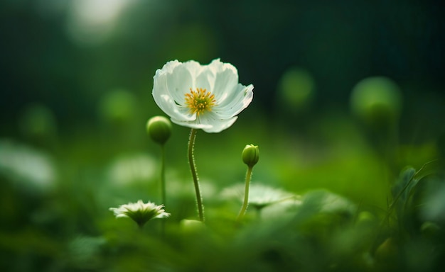 Uma flor fica em um campo verde