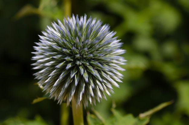 Uma flor florescendo em uma clareira na primavera na floresta