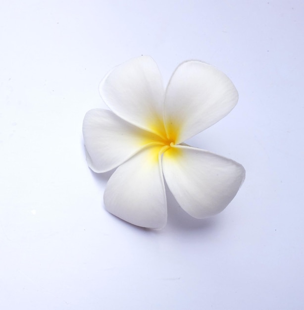 Uma flor frangipani em fundo branco
