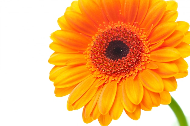 Foto uma flor gerbera laranja isolado no branco