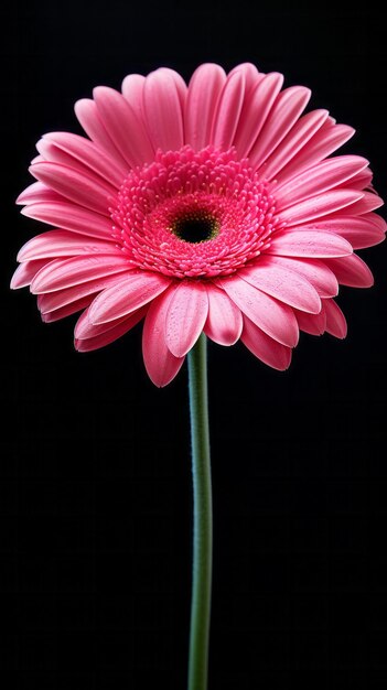 Uma flor gérbera rosa vibrante contra um fundo preto