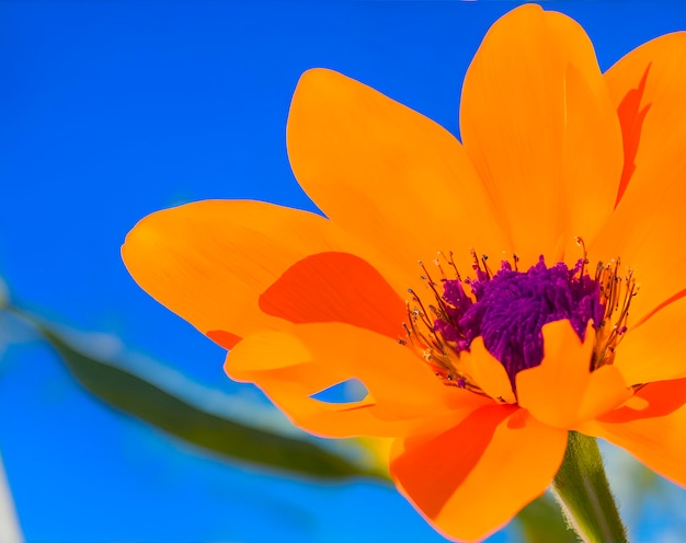 Uma flor laranja brilhante com um caule verde e um centro roxo.