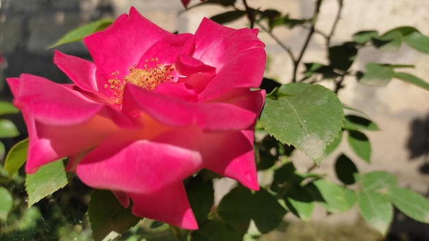 Uma flor linda.