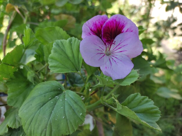 Uma flor linda.