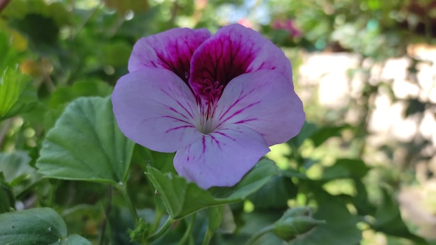 Uma flor linda.