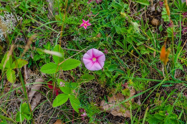 Uma flor na grama é chamada de flor.