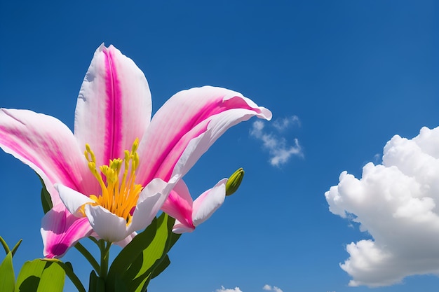 Uma flor no céu