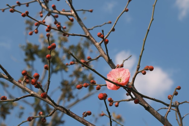 Uma flor no céu