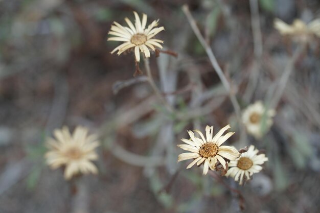 Uma flor no deserto é um sinal da primavera.