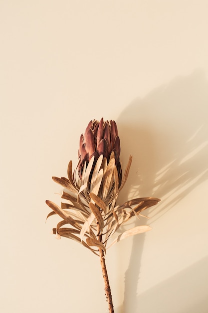 Uma flor protea vermelha seca em superfície bege pastel