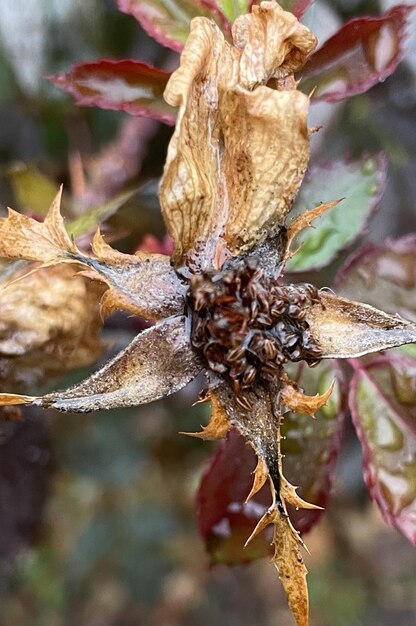 Foto uma flor púrpura impressionante