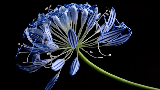 Uma flor que é azul e branca
