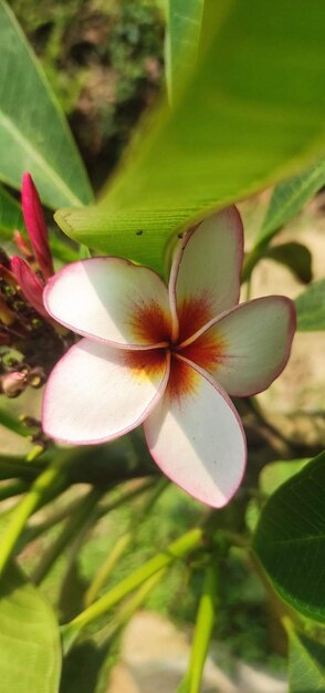 Uma flor que é branca com rosa e amarelo na cor