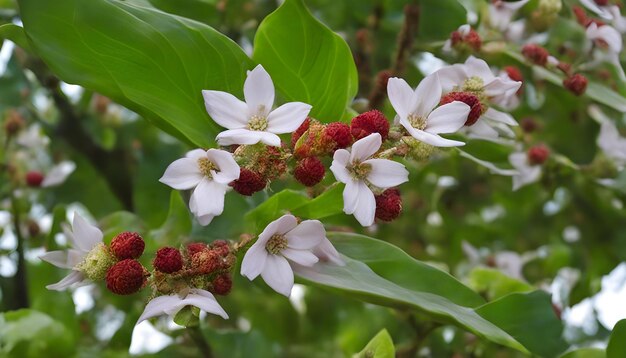 uma flor que é branca e rosa