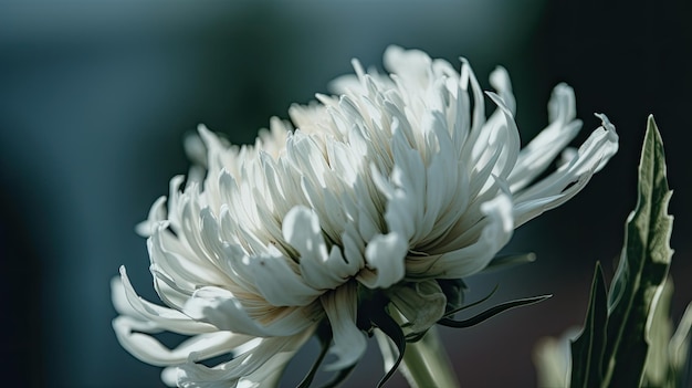 Uma flor que é branca e tem a palavra dália nela