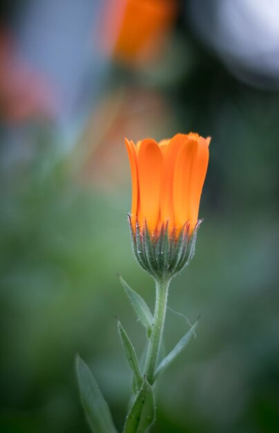 Uma flor que é de cor laranja
