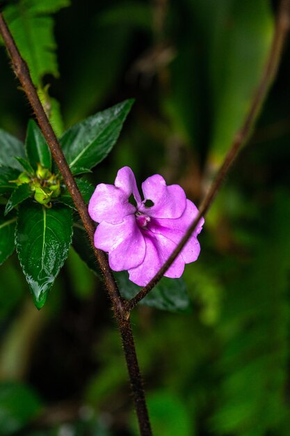 Uma flor que é de cor roxa