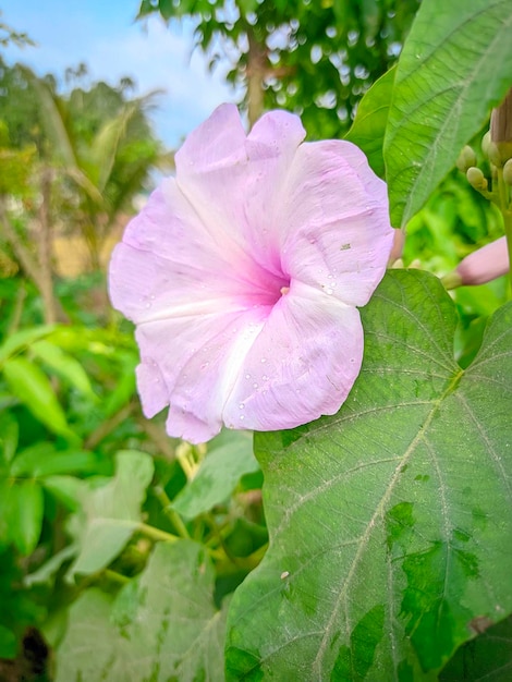 Uma flor que é rosa e branca