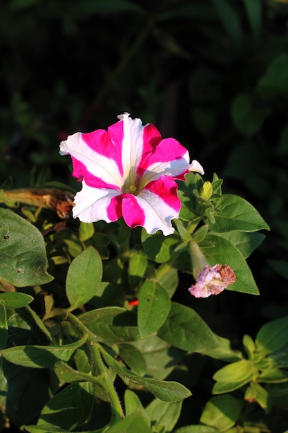 Uma flor que é rosa e branca