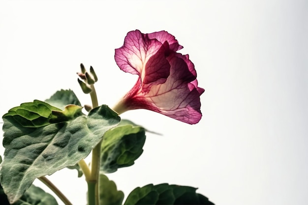 Uma flor que é rosa e roxa