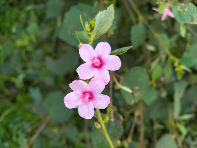 Uma flor que é rosa e tem um centro rosa