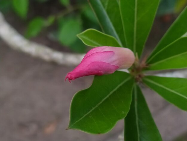 Foto uma flor que é rosa e tem um centro rosa.