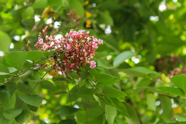 Foto uma flor que é roxa e branca