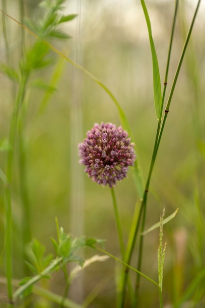 Uma flor que é roxa e tem uma pequena flor no meio