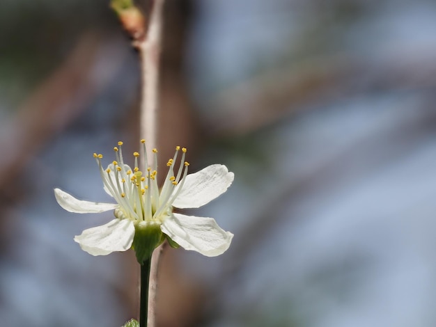 Foto uma flor que está a florescer na floresta