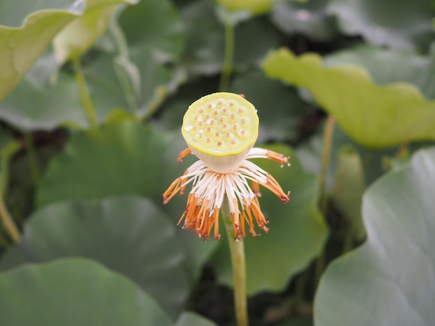 Uma flor que está começando a se abrir