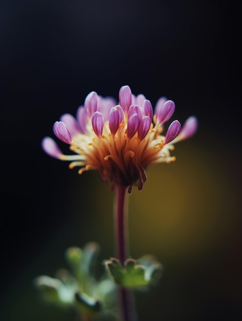 Uma flor que está em um vaso