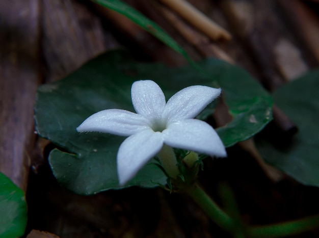 Uma flor que está em uma árvore na floresta