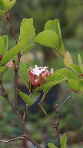 Foto uma flor que floresce com folhas verdes, a abelia mosanensis