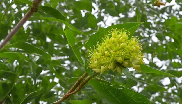 uma flor que tem a palavra dente-de-leão