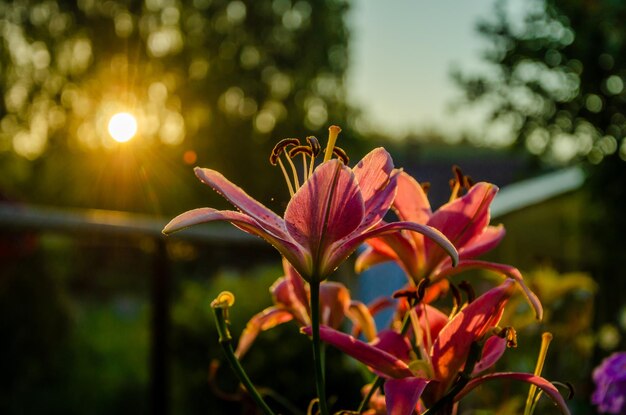 Uma flor rosa ao sol