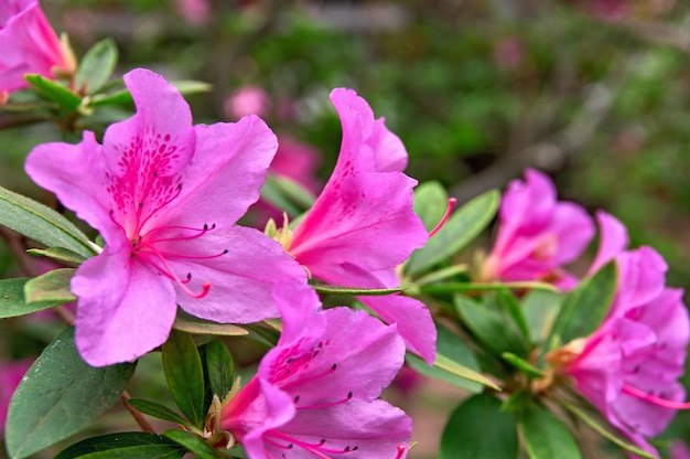 Uma flor rosa branca contra um fundo de espaço de cópia de vegetação escura