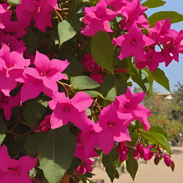 Foto uma flor rosa com a palavra 