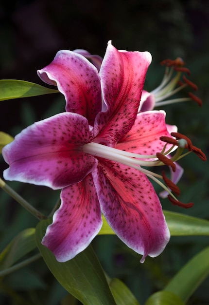 Uma flor rosa com a palavra lírio nela