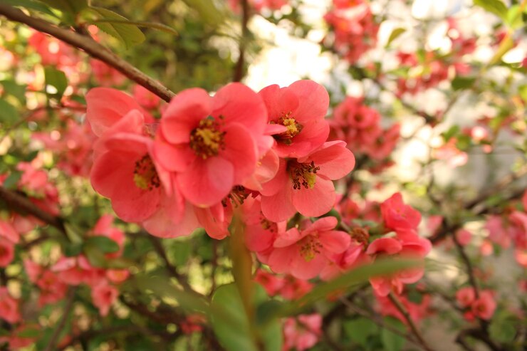 Uma flor rosa com a palavra "no meio"