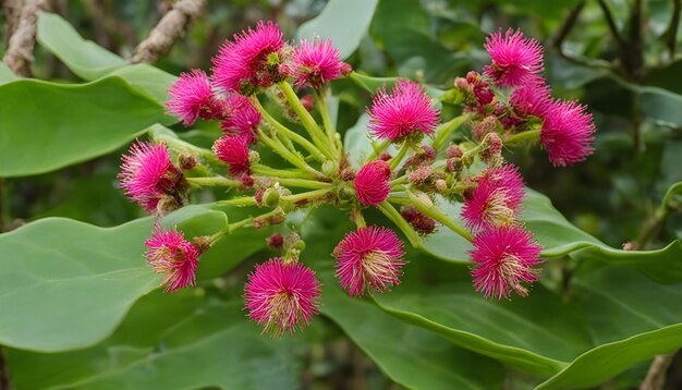 uma flor rosa com a palavra rosa nela