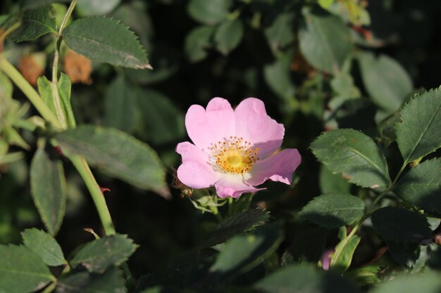 Uma flor rosa com centro amarelo