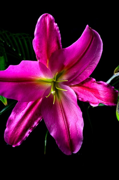 Uma flor rosa com folhas verdes é fotografada na frente de um fundo preto.