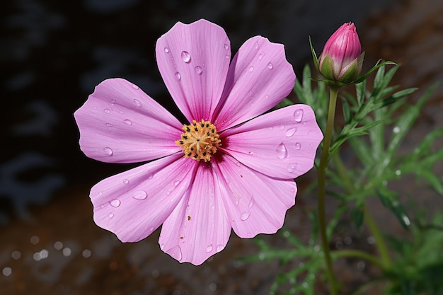 uma flor rosa com gotas de água nela