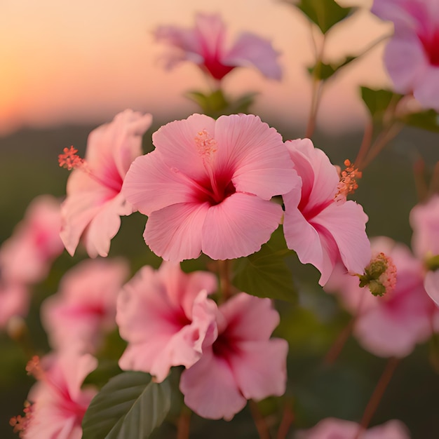 uma flor rosa com o pôr-do-sol no fundo