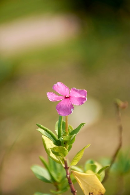 Uma flor rosa com um centro rosa está no meio de uma planta verde.